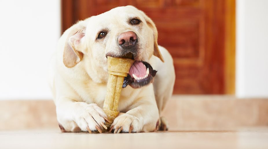 Dogs can adopt human perspective to find food: study
