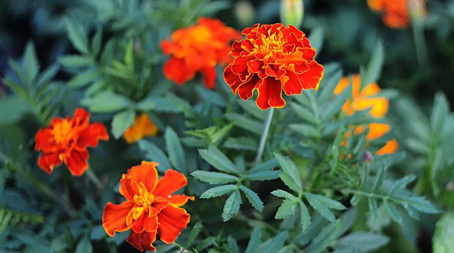 Health benefits of marigold