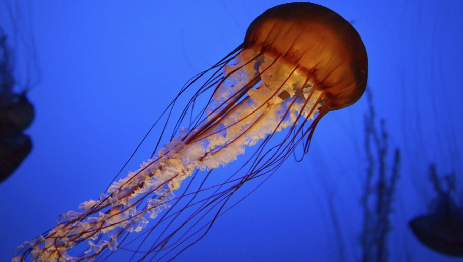 Marine jellies were the earliest animals: Study
