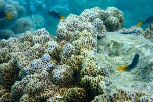 Coral bleaching may cause Australia $750 m loss