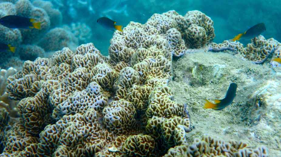 Coral bleaching may cause Australia $750 m loss