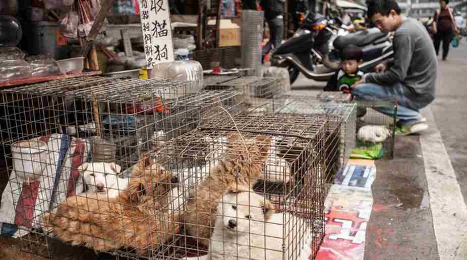 Taiwan bans consumption of dog, cat meat
