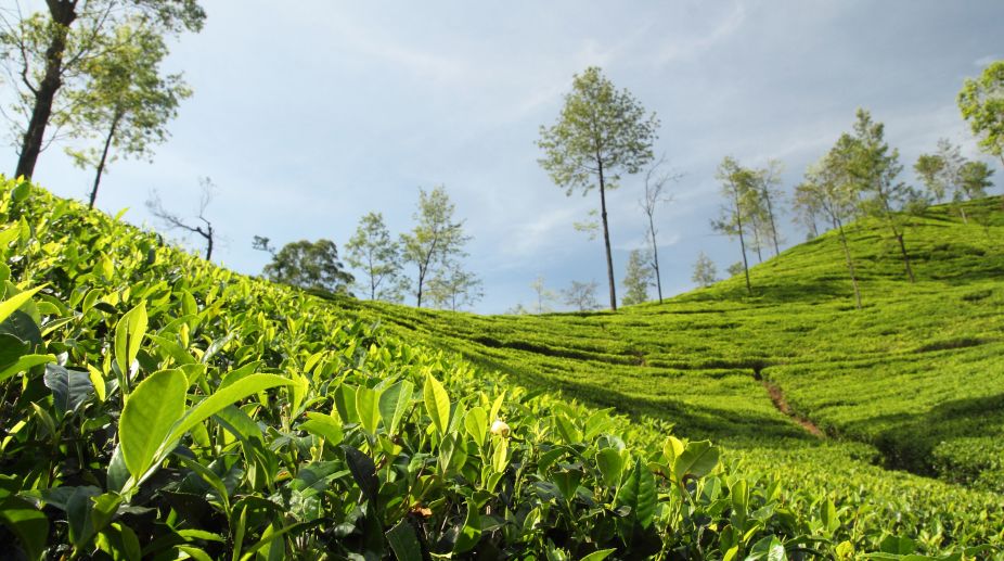 In Assam’s fragrant tea gardens
