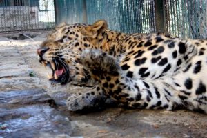 Leopard killed in Bilaspur, head, legs found chopped