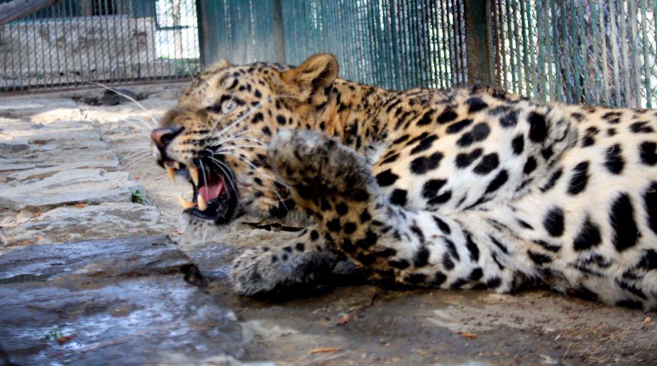 Leopard killed in Bilaspur, head, legs found chopped