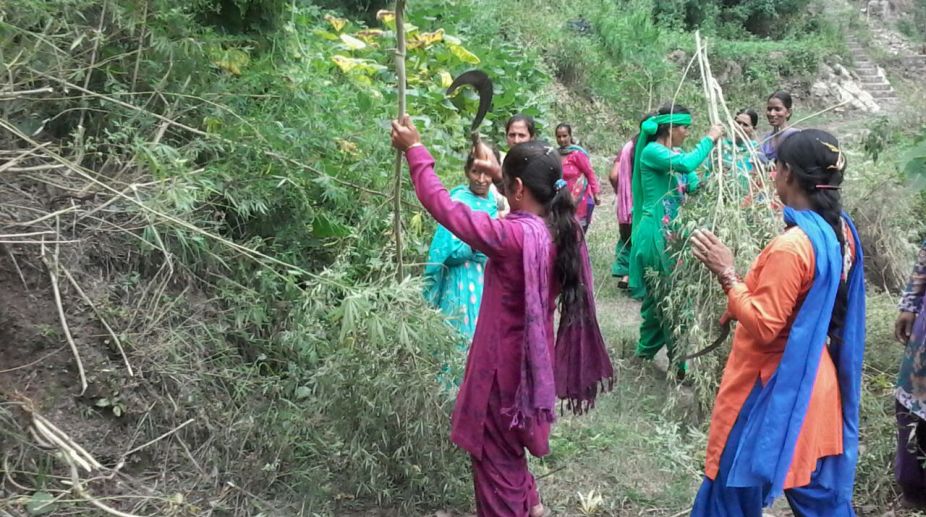 Himachal to continue cleanliness, cannabis eradication drive