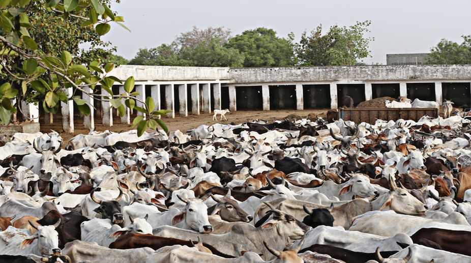 Ban cow slaughter across India: Ilyasi