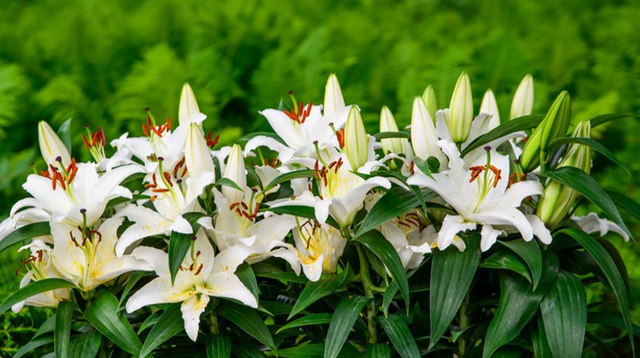 Sparkle up your house with fresh Easter lilies
