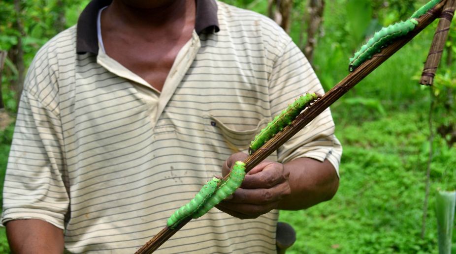 Genomic boost to protect Assam’s muga silkworm