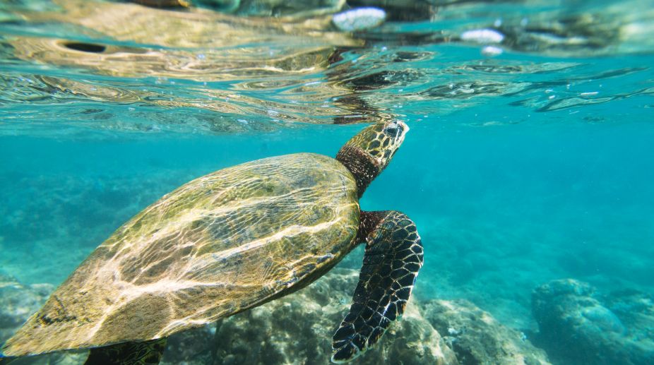 Central Govt approves turtle sanctuary in Allahabad