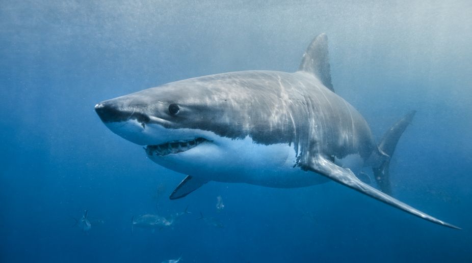 Australia mulls shark cull after new attack