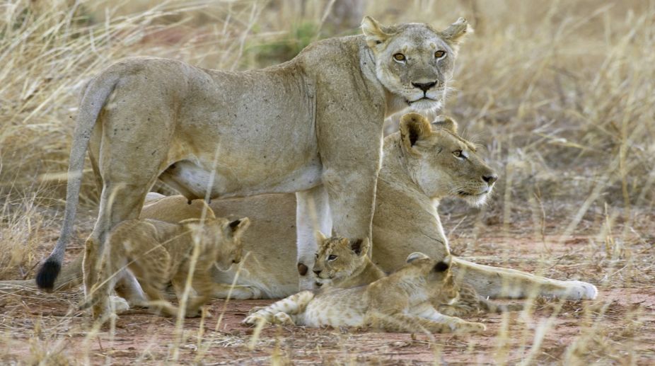 Tooth decay made Tsavo lions switch to ‘soft’ human meat