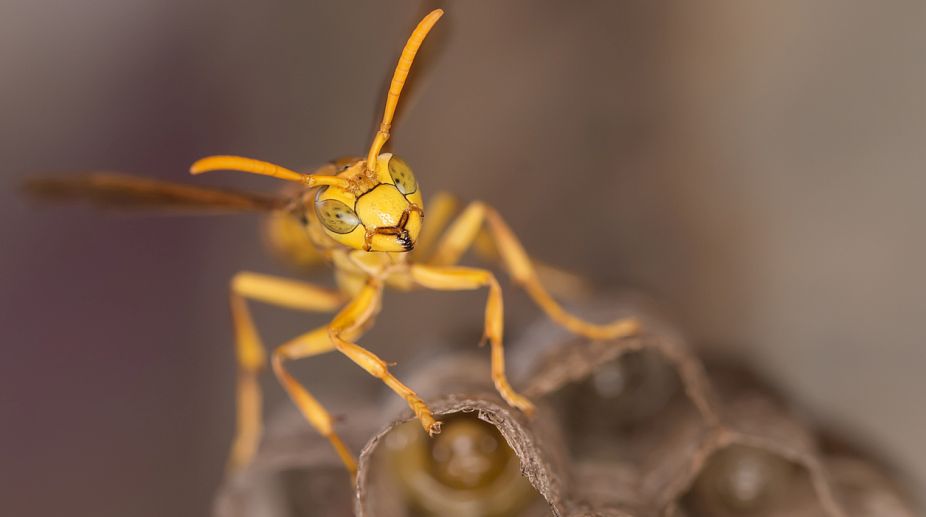 Red-eyed mutant wasps created in lab for first time