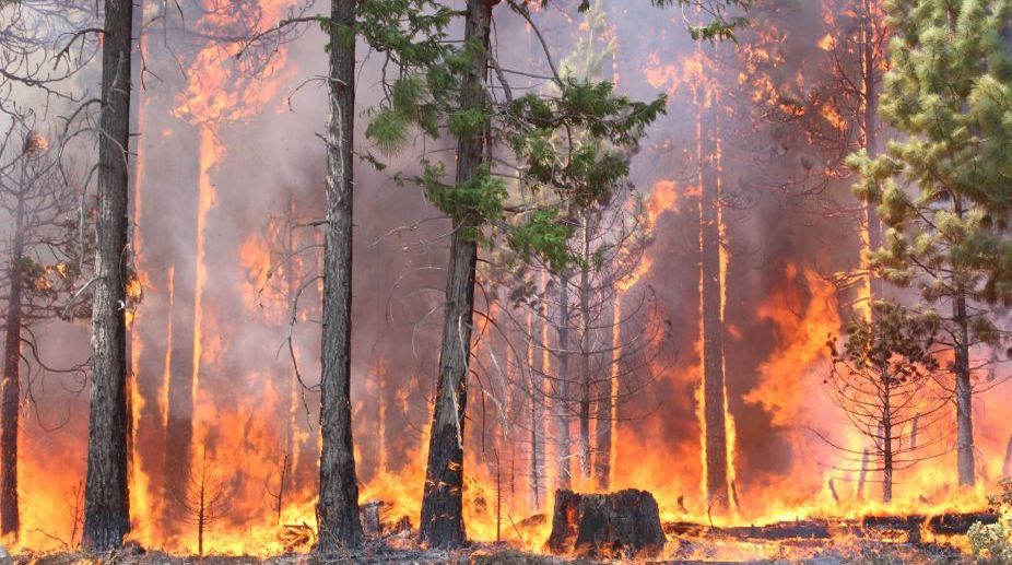 Forest blaze in Baripada feared to be man-made