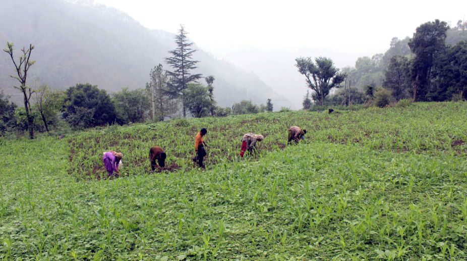 Balurghat village gains fame for organic farming