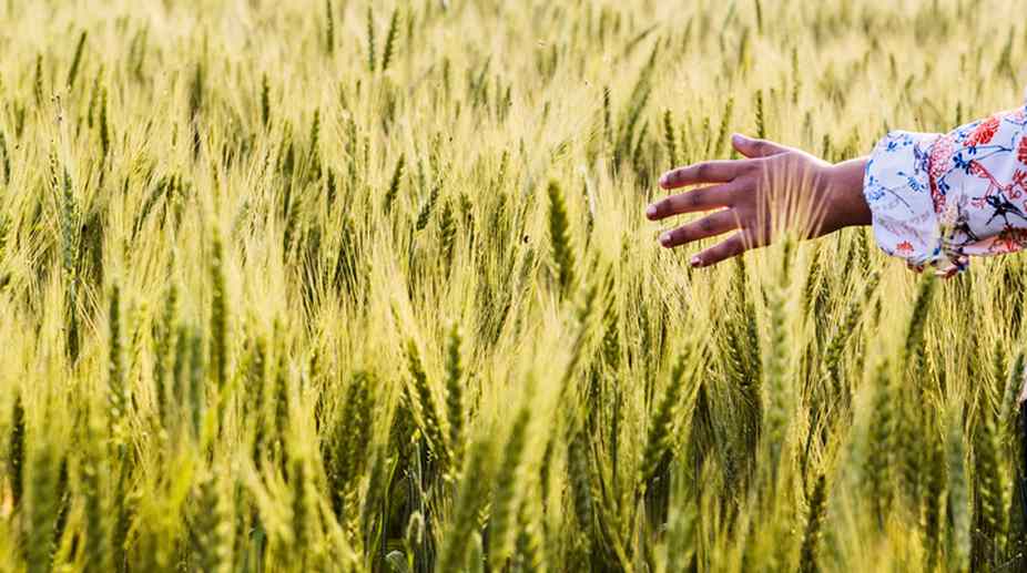 ‘Foodgrain output likely to touch new record next crop year’