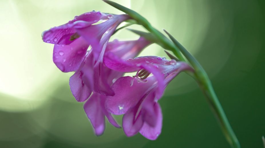 Nature and fragrance