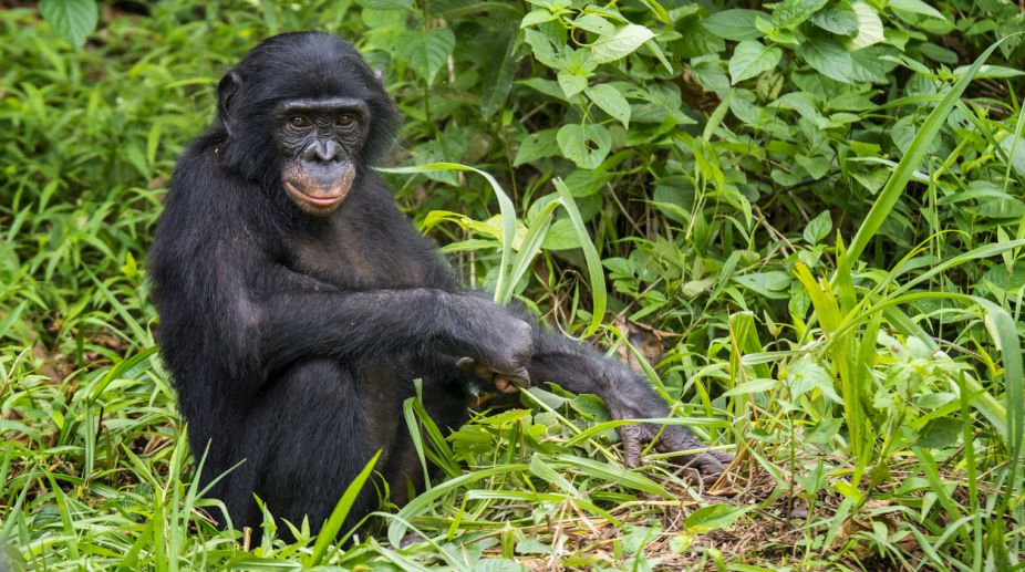 Bonobos more closely related to humans than chimps: Study