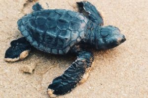 Over 100 tortoises seized, 1 held