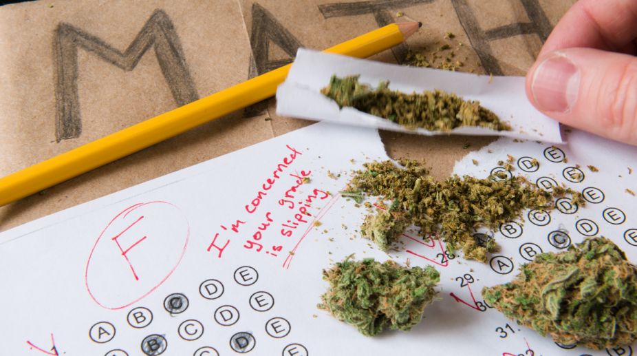US college students using marijuana at highest level: Study