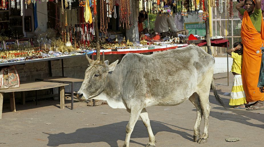 Cow injured in road accident in Punjab, 2 booked