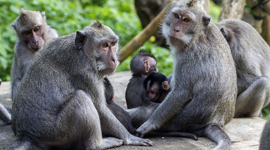 Monkey fever claims 11 lives in Maharashtra