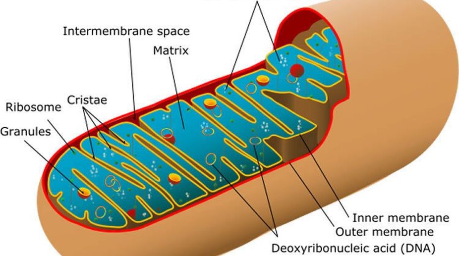Matters of the mitochondria