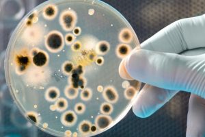 Gut bacteria may help slow down ageing