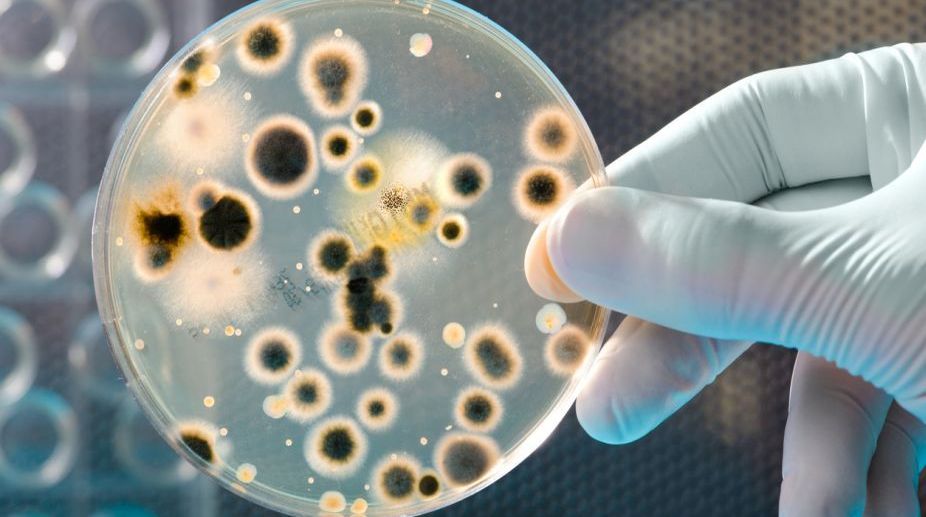 Gut bacteria may help slow down ageing
