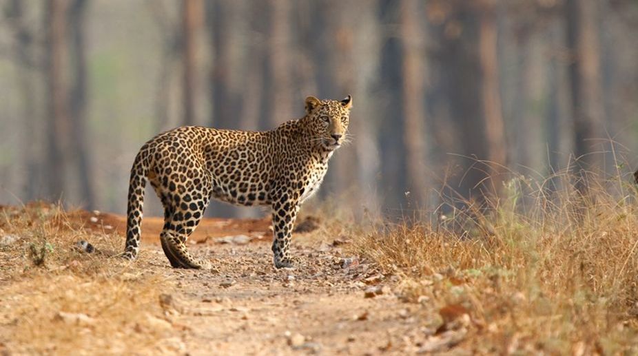 Leopard injures three of a family