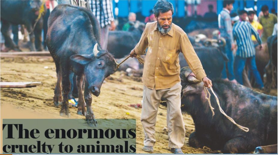 The enormous cruelty to animals
