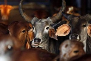 Man attacked, house set on fire in Jharkhand after cow found dead outside