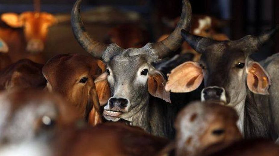 Man attacked, house set on fire in Jharkhand after cow found dead outside