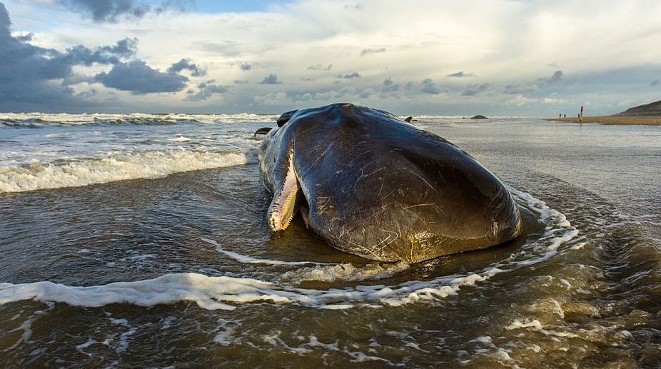 World’s rarest marine mammal may go extinct in a year