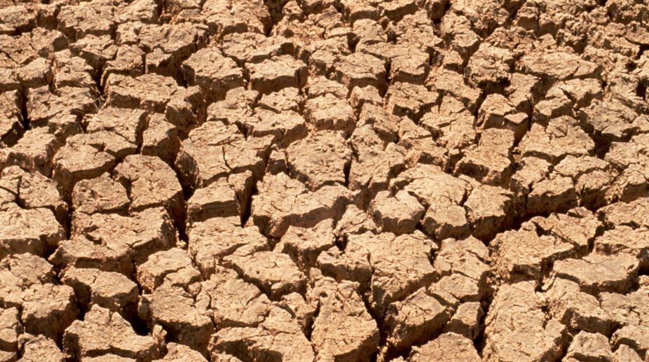 People suffer, cows die thirsty in parched land