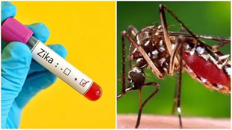 Common mosquito can carry Zika virus
