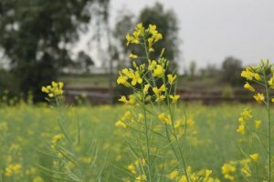 Agri scientists bat for GM Mustard