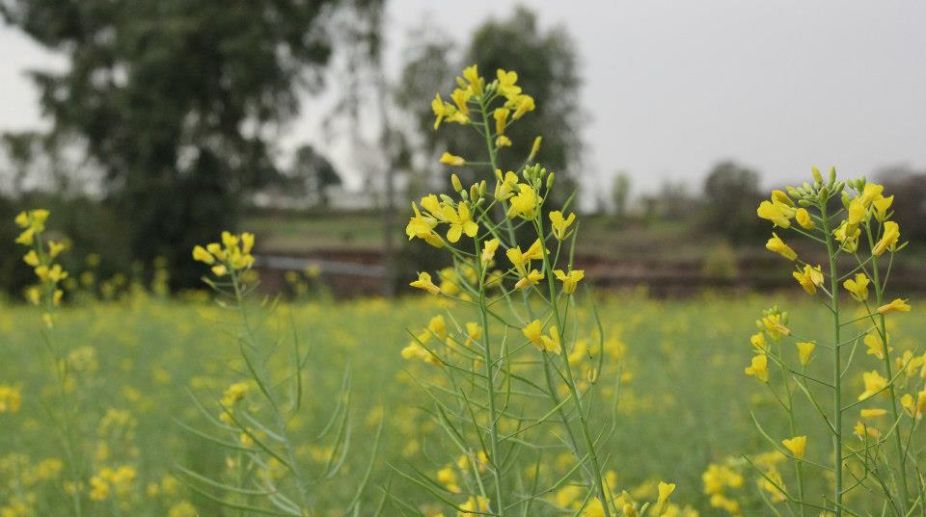Now, a threat from GM mustard