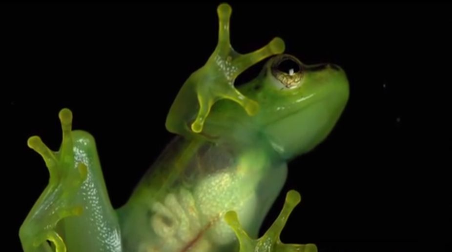 New species of ‘see-through’ frog discovered