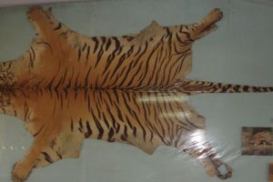 Four held with skin of tiger and leopard in Chhattisgarh