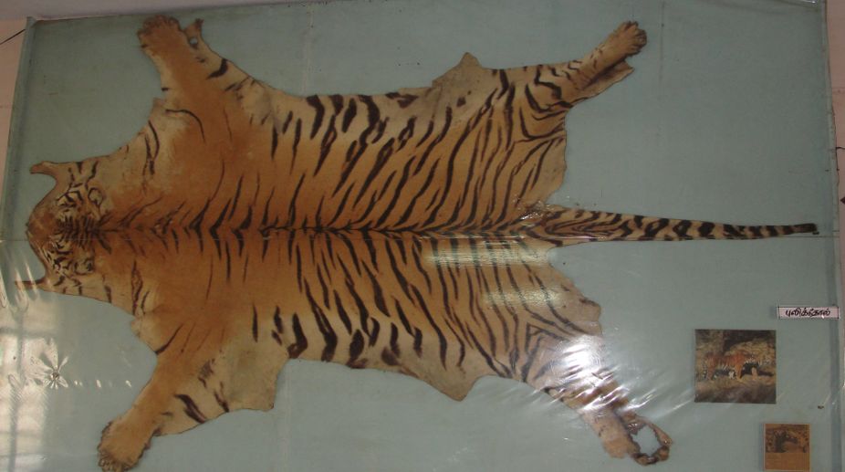 Four held with skin of tiger and leopard in Chhattisgarh