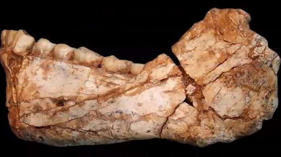 Jurassic-era crocodile with T-rex teeth discovered in Madagascar