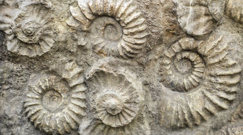 World’s oldest fossil mushroom discovered