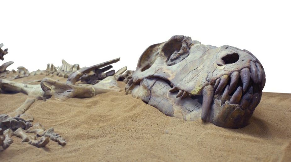 Over 66-million-year-old crocodile fossil found in China