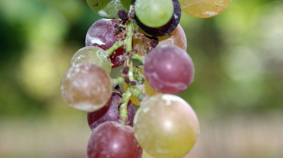 Grape seed extract may help prevent tooth decay