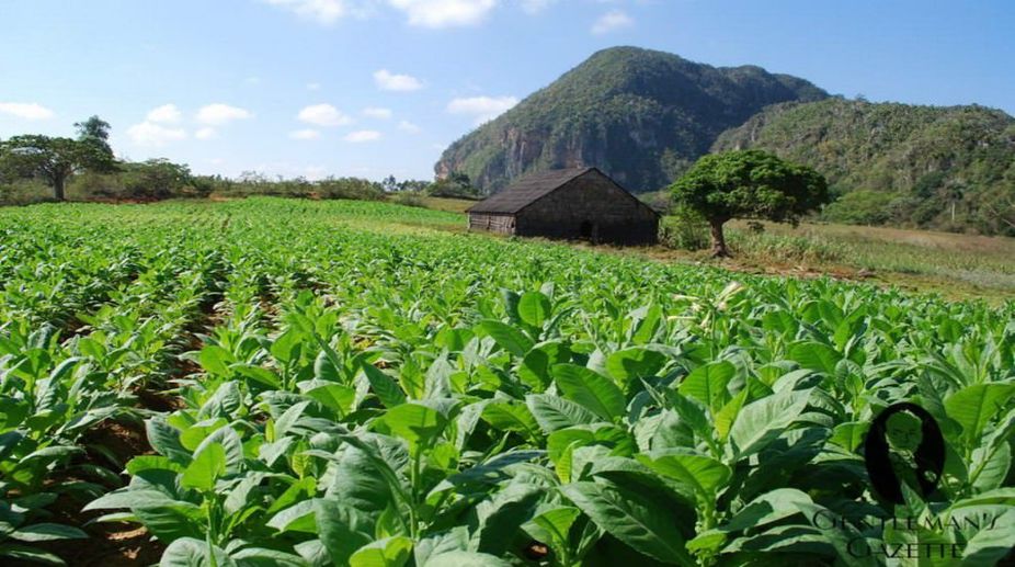Farmers seek rollback of 5 pc GST on raw tobacco
