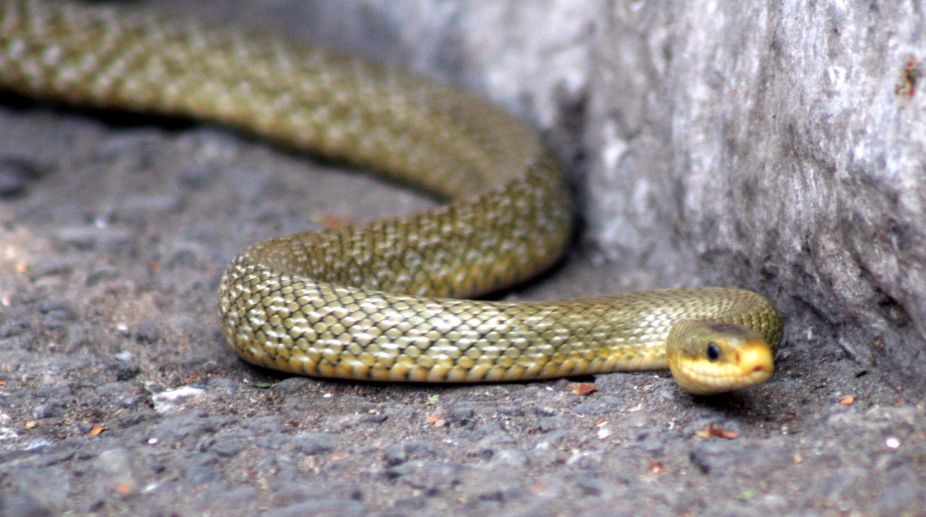 Ancient snakes both like eels, burrowed like worms