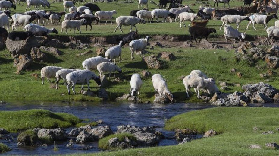 Telangana launches scheme to distribute 15 million sheep