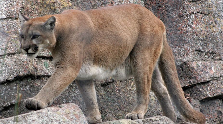 Mountain lions terrified of humans