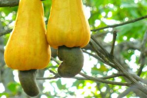 African diplomats meet in Kerala to boost cashew business